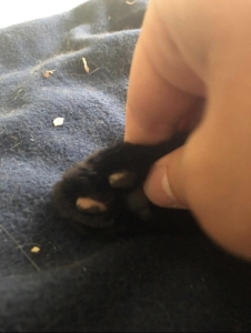 Toe Beans